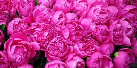 Kako hraniti božure u jesen, prije zime